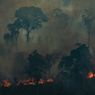 Hutan Dunia Hilang Kemampuan untuk Serap Karbondioksida
