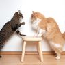 Kenapa Kucing Saling Melolong Sebelum Berkelahi?