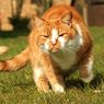 5 Cara Aman Mengusir Kucing Liar dari Rumah