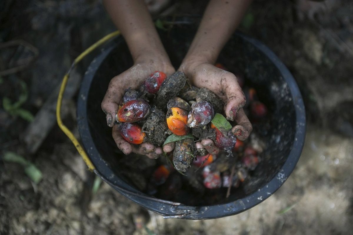 Malaysia?s FGV Holdings Berhad vows to ?clear its name? after the US imposed a palm oil import ban on the company.