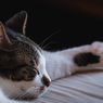 6 Alasan Mengapa Kucing Senang Tidur di Kaki Pemiliknya