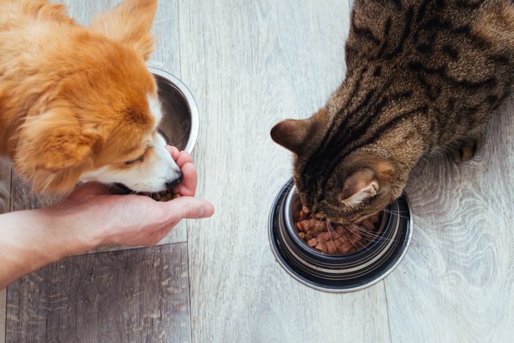 Ilustrasi memberi makan kucing dan anjing peliharaan. 