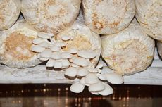 Mengenal Peranan Fungi dalam Keseimbangan Ekosistem