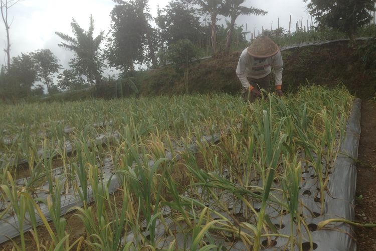 Hasil panen raya bawang putih di Temanggung, Kamis (28/3/2019). Kementan mendorong hasil panen dijadikan bibit untuk masa tanam berikutnya, sehingga luasan tanam menjadi lebih luas hingga menjadi swasembada.