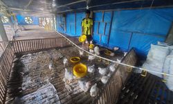 9 Hal Penting dalam Memulai Bisnis Ayam Potong