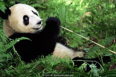 Presiden China Hadiahkan 2 Ekor Panda kepada Putin