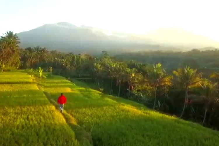 Persawahan terasering di Desa Tetebatu.