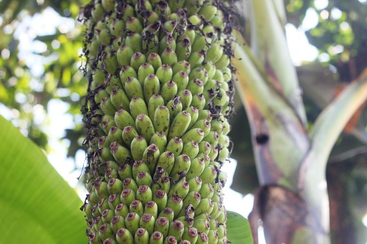 Pohon pisang seribu yang tumbuh di pekarangan rumah seorang warga Cianjur, Jawa Barat.