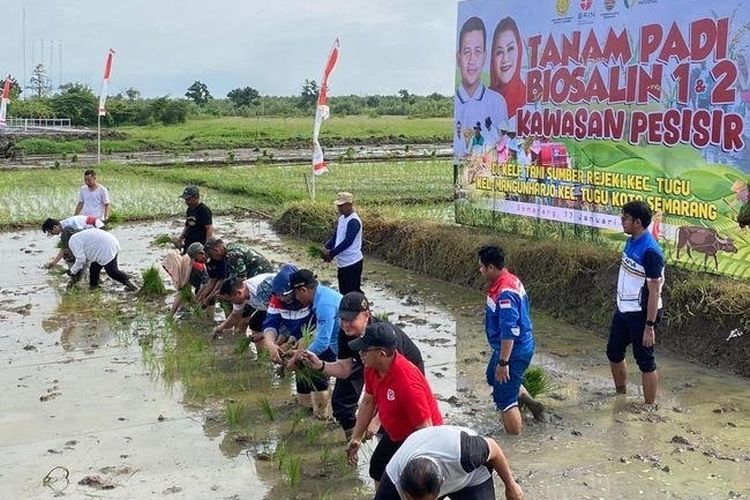 Penanaman padi biosalin di sejumlah wilayah di Kota Semarang.