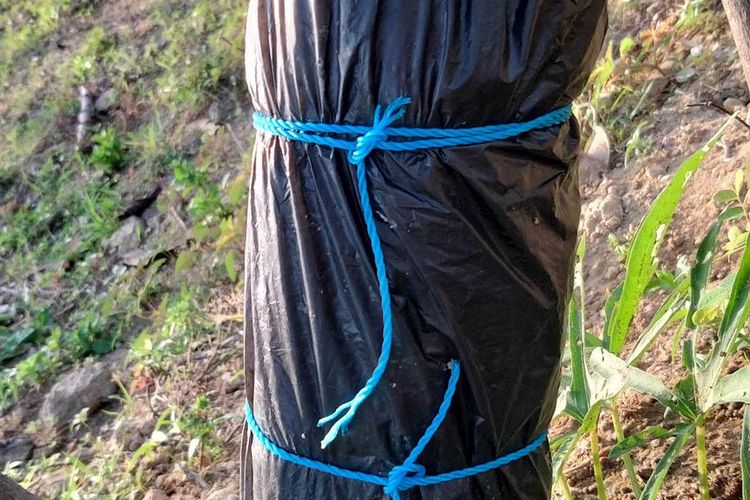 ilustrasi tanaman yang dicangkok