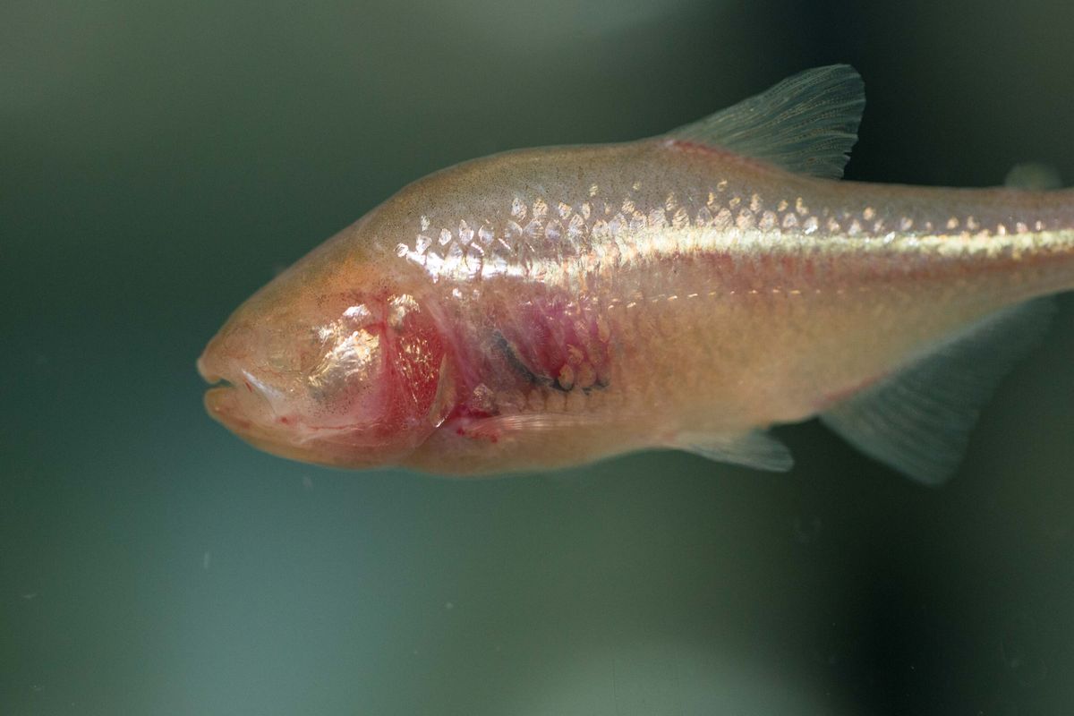 Ikan cavefish Meksiko memiliki kemampuan untuk memproduksi hemoglobin lebih banyak dibandingkan ikan lainnya 