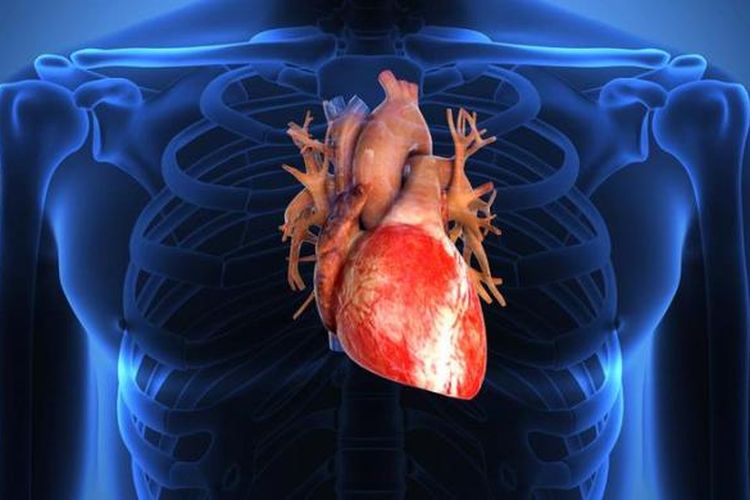 Ilustrasi organ jantung. Organ tubuh manusia.