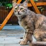 Lomba Bunuh Kucing Liar di Selandia Baru Dibatalkan Usai Protes Massal
