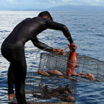 Seorang nelayan suku Bajo menaikkan Bubu ke atas perahu di perairan Konawe Utara, Sulawesi Tenggara, Sabtu (23/5). Bubu atau perangkap ikan terbuat dari kawat ini adalah alat tangkap yang ramah lingkungan digunakan nelayan tradisional Bajo