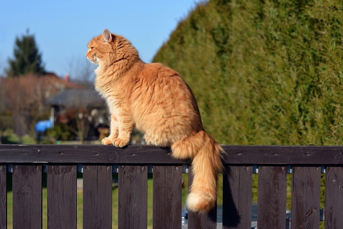Ilustrasi kucing di atas pagar.