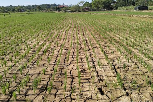 50 Hektar Sawah di Pulau Sebatik Kering, DKPP Nunukan: Mereka Tandur di Luar Jadwal 