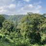 Taman Nasional Gunung Gede Pangrango: Sejarah, Flora dan Fauna, hingga Tempat Wisata di Dalamnya
