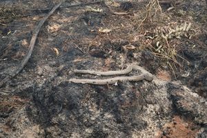 Saat Ular Kobra Ikut Hangus Terbakar Karhutla di Kalimantan Barat