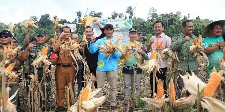 Bupati Bulungan Syarwani saat menghadiri panen jagung perdana Poktan Sesamba Desa Pimping, Selasa (23/7/2024).