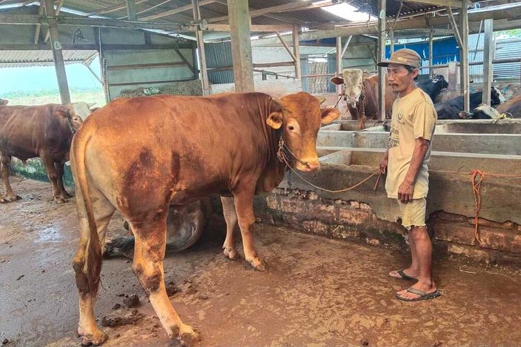 Peternak sapi di wilayah Kecamatan Widang, Kabupaten Tuban, Jawa Timur,