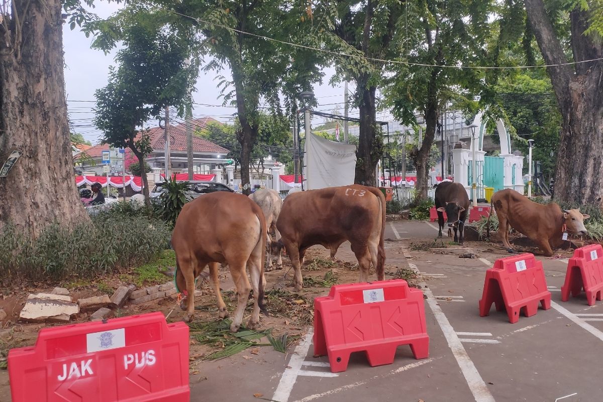 Sejumlah hewan kurban di halaman Masjid Cut Meutia, Menteng, Jakarta Pusat, Jumat (31/7/2020)