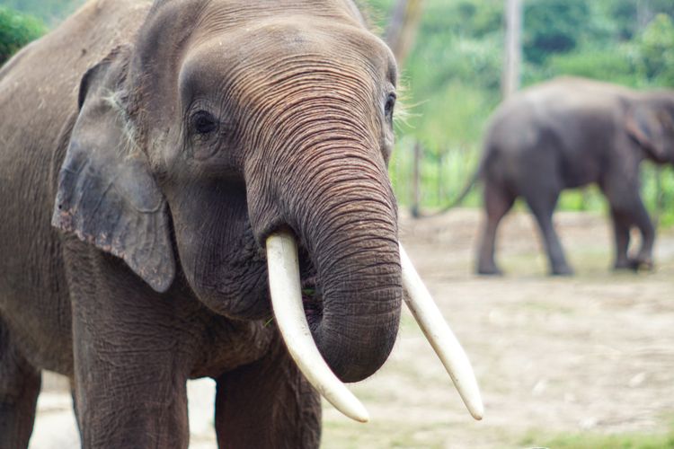 Ilustrasi gajah pygmy atau gajah kerdil Borneo.