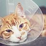 Gejala Tak Disadari, 5 Penyakit Ini Diam-diam Bisa Membunuh Kucing