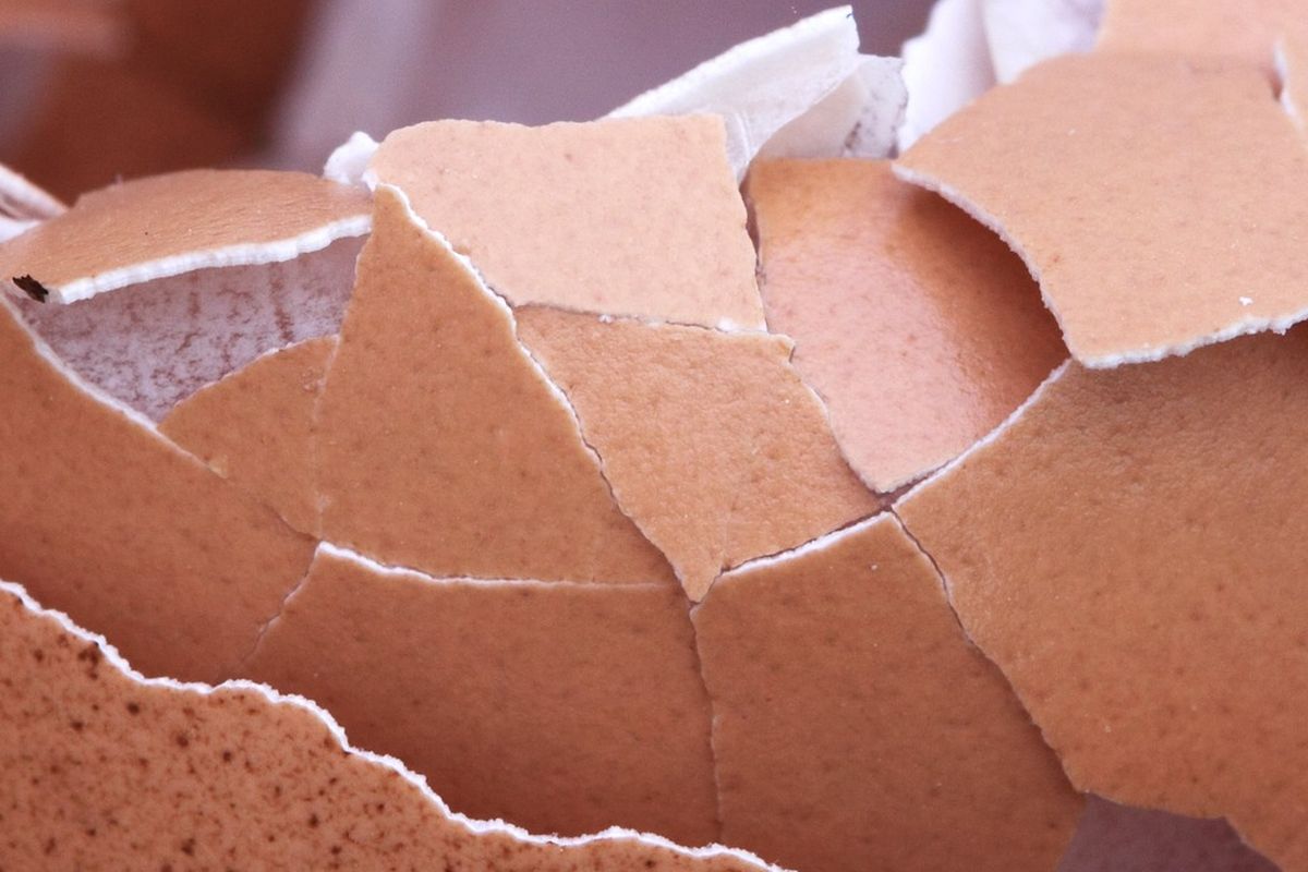 Ilustrasi cangkang telur. 