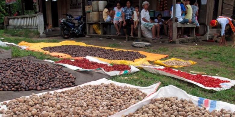 Biji dan bunga pala dijemur warga Desa Gamtala, Kecamatan Jailolo, Maluku Utara, Sabtu (18/5/2013). Rempah-rempah seperti pala dan cengkeh merupakan produk utama yang dihasilkan di daerah tersebut.
