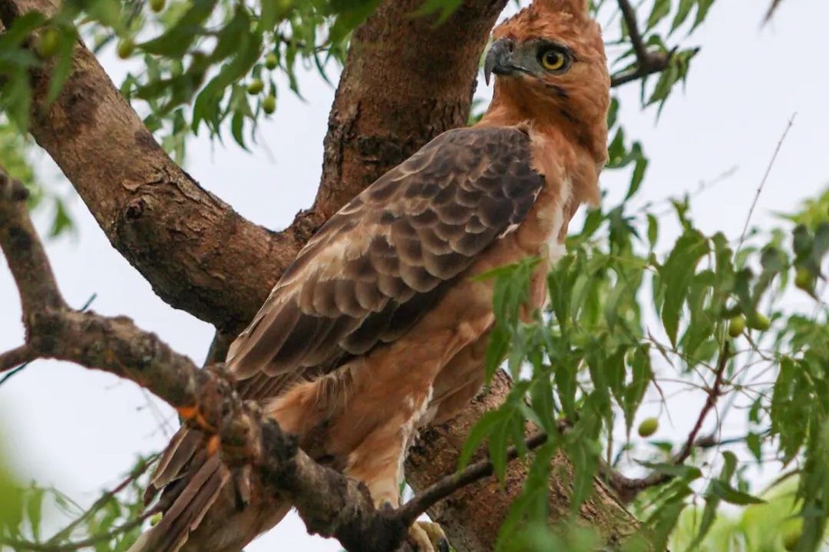 Burung Elang Jawa yang dilepasliarkan di Savana Bekol Taman Nasional Baluran Jawa Timur pada Jumat (15/12/2023).
