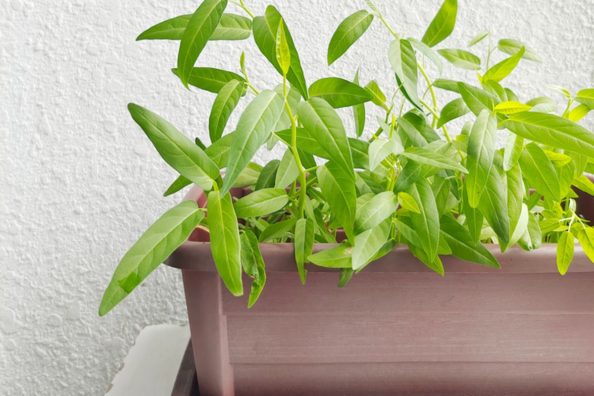 Ilustrasi kangkung, menanam kangkung di pot. 