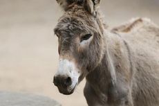 Pasokan Keledai ke China Dihentikan, Usaha Obat Pelancar Haid dan Sirkulasi Darah Terancam