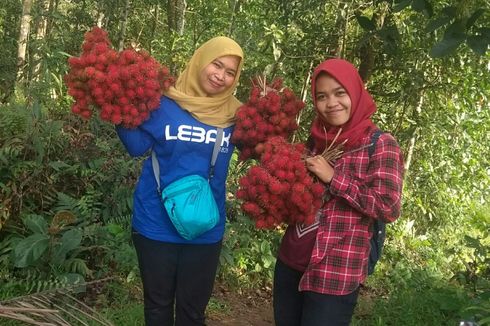 Berburu Si Legit Rambutan Tangkue Khas Lebak, Rasanya seperti Manisan