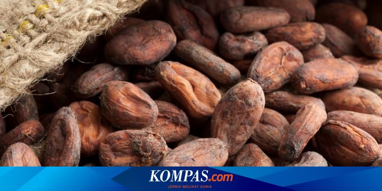 1 Cara Mengolah Biji Coklat Dari Buah Kakao Sibolang Youtube