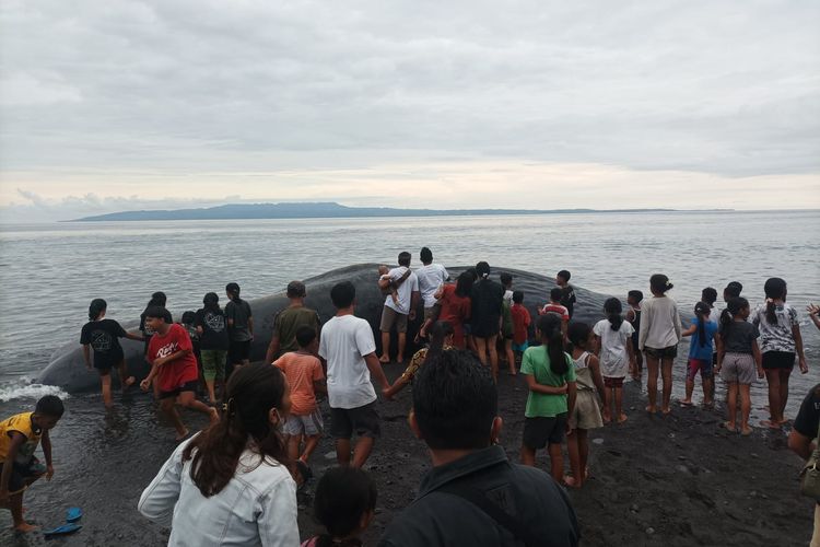 Sejumlah warga penasaran ingin melihat bangkai Paus Sperma yang terdampar di Pantai Yeh Malet, Desa Antiga Kelod, Kecamatan Manggis, Kabupaten Karangasem, Provinsi Bali, Rabu (5/4/2023). 