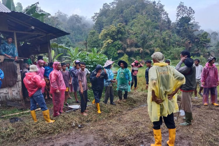 Harimau Muncul di Permukiman Warga Agam, BKSDA Evakuasi 10 Petani