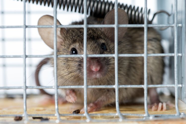 Ilustrasi tikus di dalam perangkap, perangkap tikus.