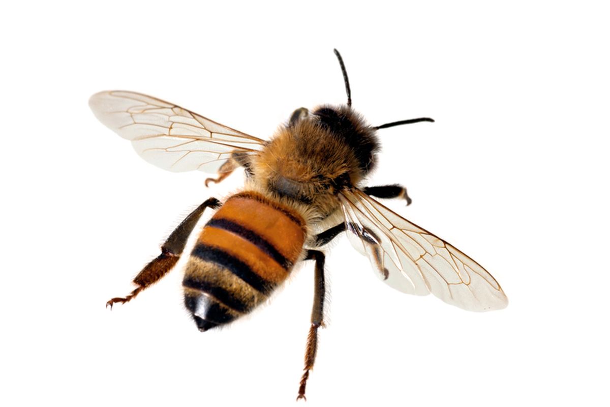 Honey Bee atau lebah madu yang bekerja untuk mengumpulkan nektar
