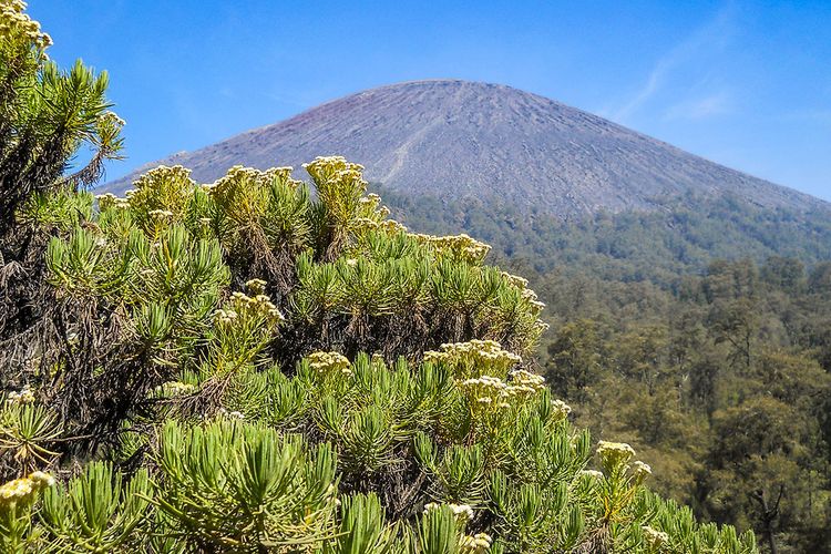 Bunga edeweiss di Gunung Semeru.