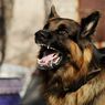 6 dari 8 Sampel Otak Anjing Asal Sikka Positif Rabies