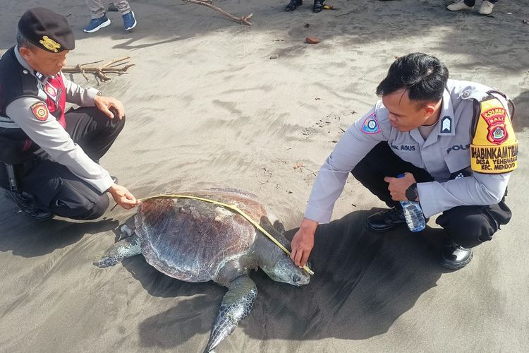 Penyu Lekang Terdampar di Pantai Jembrana Bali, Langsung Dikubur
