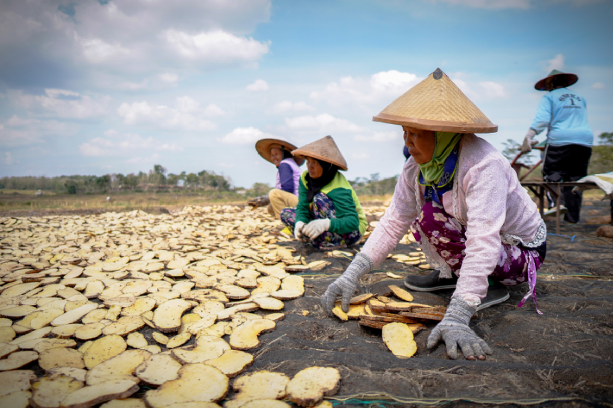 Petani sedang mengeringkan porang.