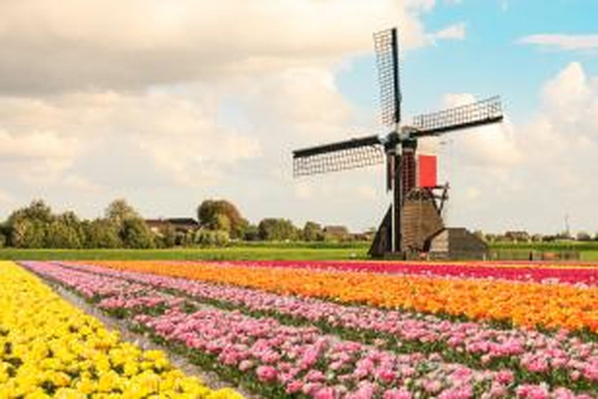 Musim semi menjadi musim paling ditunggu-tunggu. Musim ini hadir pada Maret hingga Mei. Pada saat inilah bunga-bunga tulip akan bermekaran. Semua orang dapat menikmati indahnya kebun tulip, terutama di Keukenhof, Lisse.