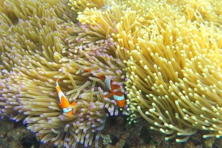 Panorama bawah laut Bangsring Underwater Banyuwangi 