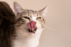 Apa Tandanya jika Kucing Peliharaan Mengeluarkan Liur Berlebihan?