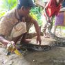 Sering Mangsa Ternak, Ular Piton Sepanjang 4 Meter Ditangkap Warga