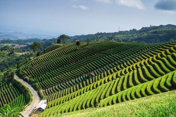 Terasering Panyaweuyan, Kabupaten Majalengka.