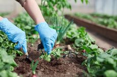 Berkebun di Rumah, Gunakan Bahan-bahan Ini untuk Penyubur dan Pupuk Alami