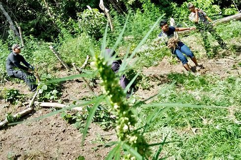 Polisi Temukan 7 Hektar Ladang Ganja di Aceh