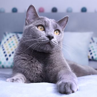 Ilustrasi kucing Russian blue. 